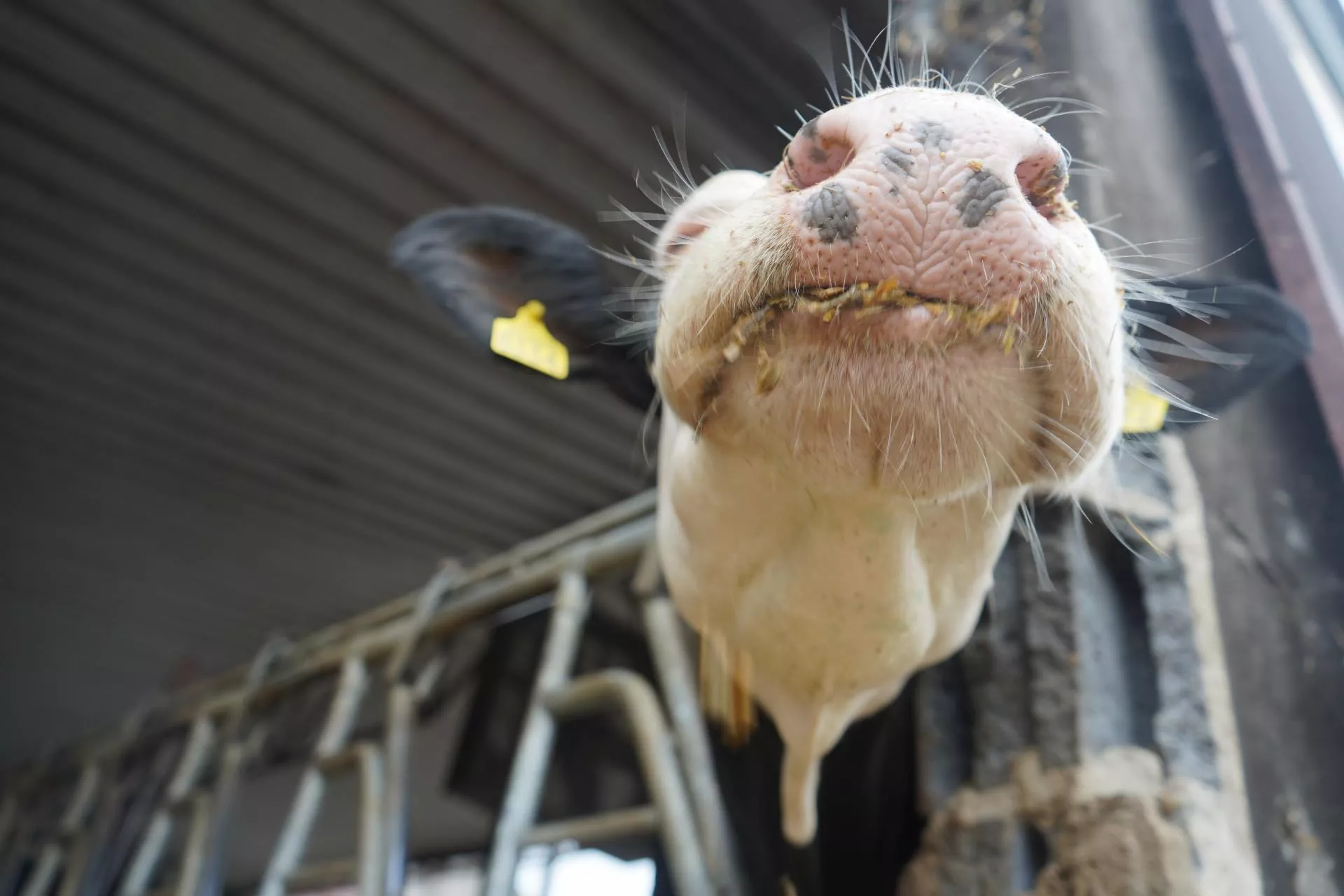 Krowa źle przeżuwa? To może być pierwszy sygnał groźnej choroby