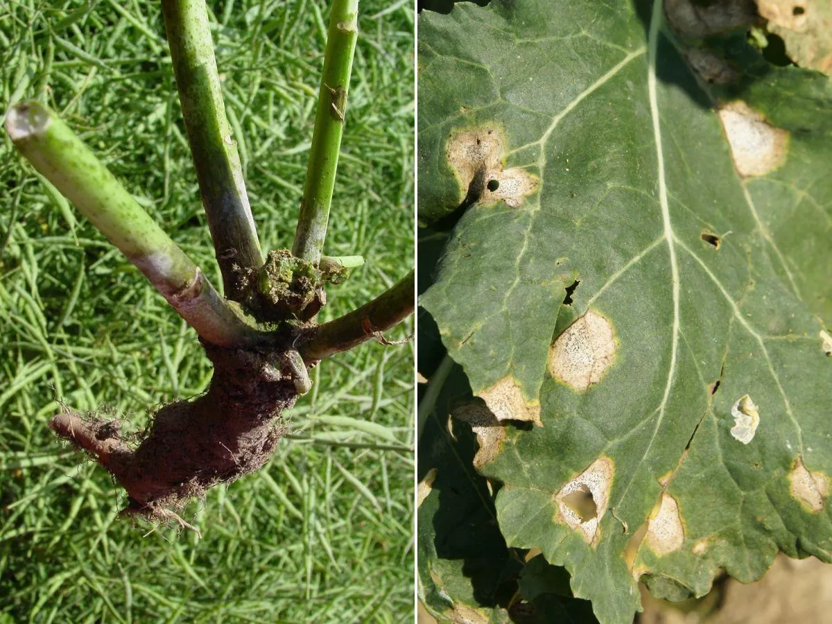 Sucha zgnilizna kapustnych. Dlaczego odporność rzepaku jest tak ważna?