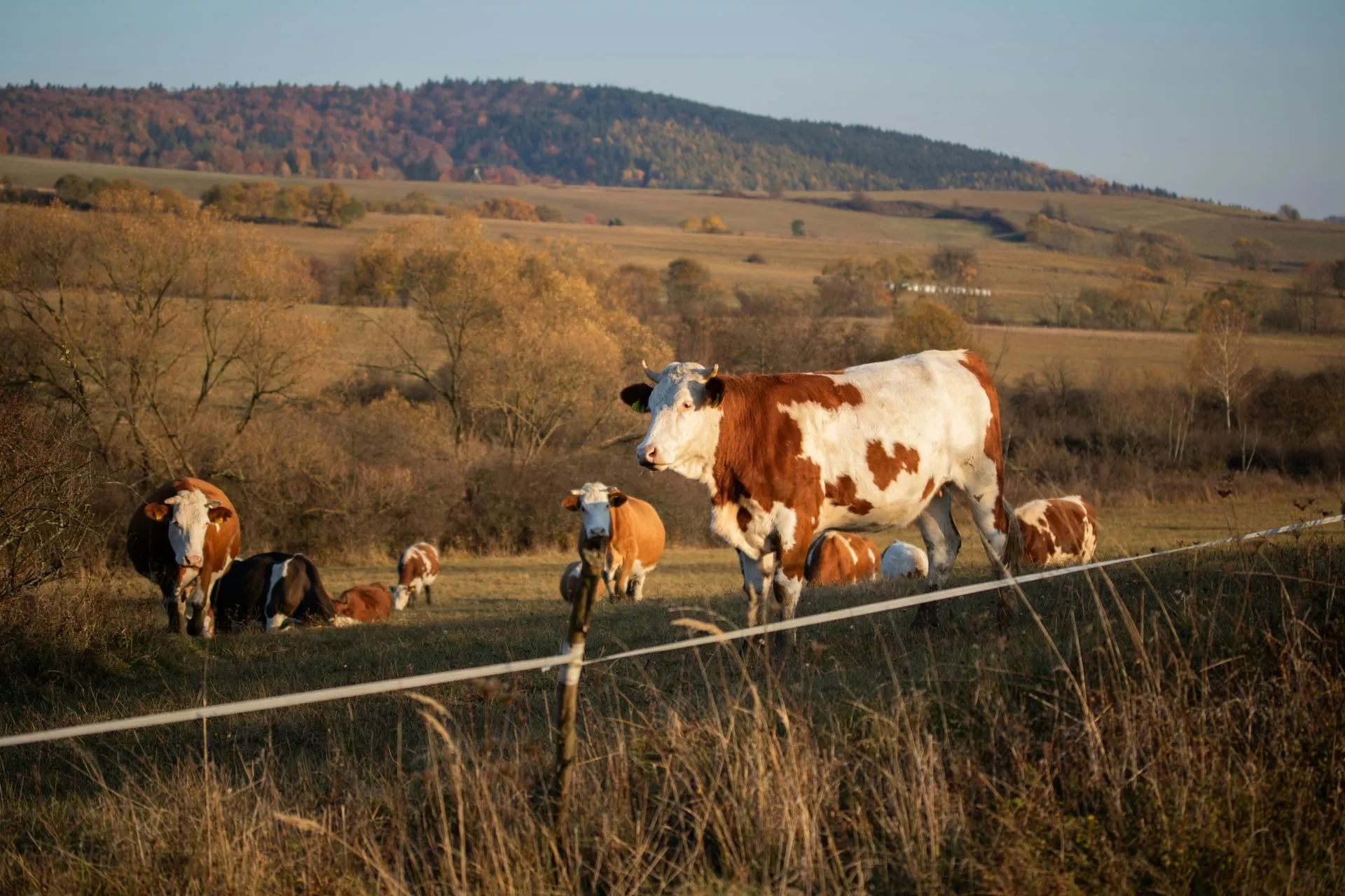 Epidemia u bydła we Francji. Weterynarze wybijają całe stada