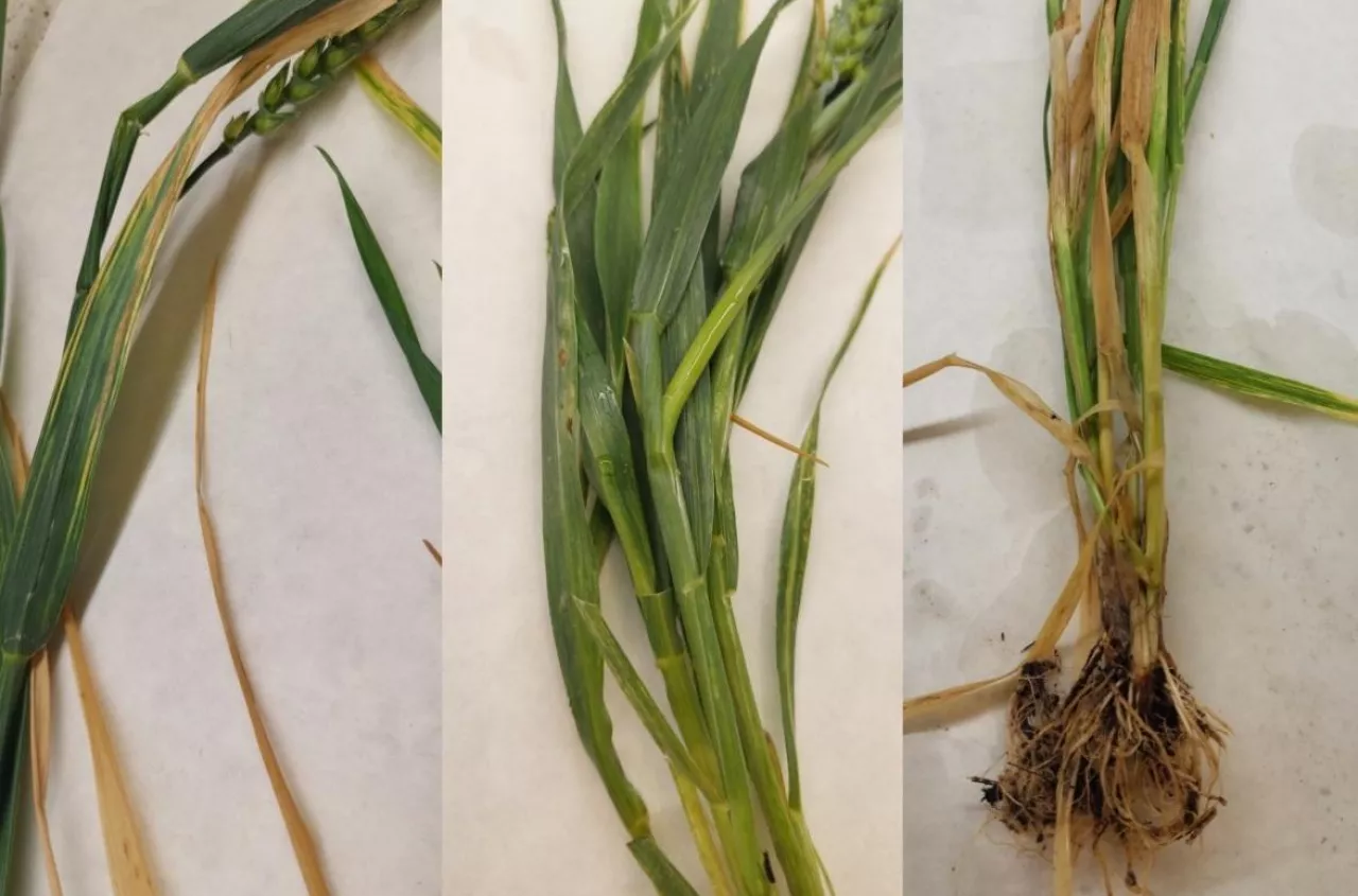 Pszenica zagrożona: Bakteria z kukurydzy wykryta na polach