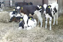 Zbyt wczesny wiek pierwszego wycielenia może obniżyć koszty odchowu, ale również przyszłą produkcję mleka, ponieważ jałówki w dalszym ciągu rosną