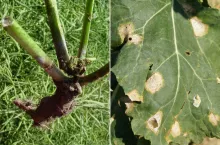 Sucha zgnilizna kapustnych. Dlaczego odporność rzepaku jest tak ważna?