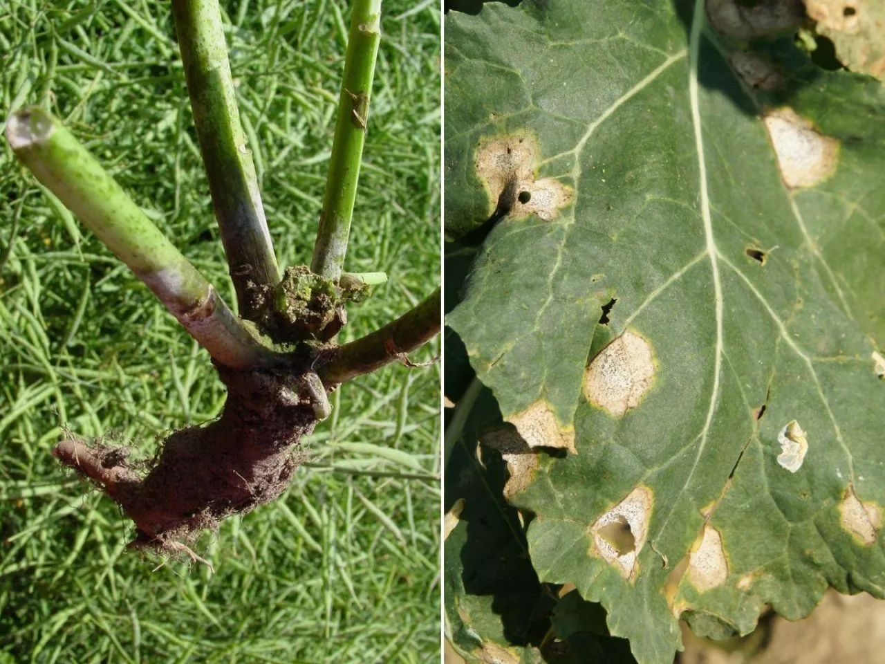 Sucha zgnilizna kapustnych. Dlaczego odporność rzepaku jest tak ważna?