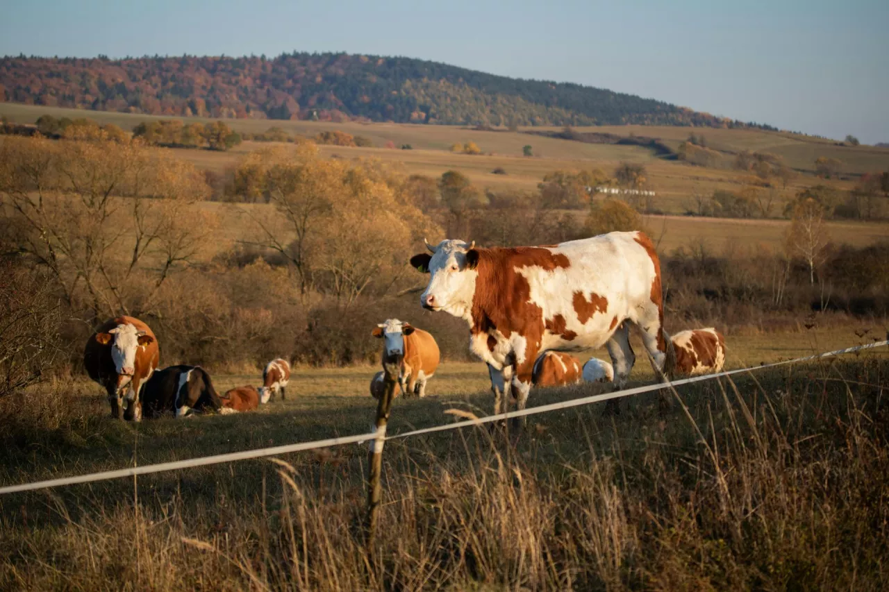 Francuskie Ministerstwo Rolnictwa apeluje do hodowców zwierząt gospodarskich o ochronę swoich zwierząt poprzez szczepienia