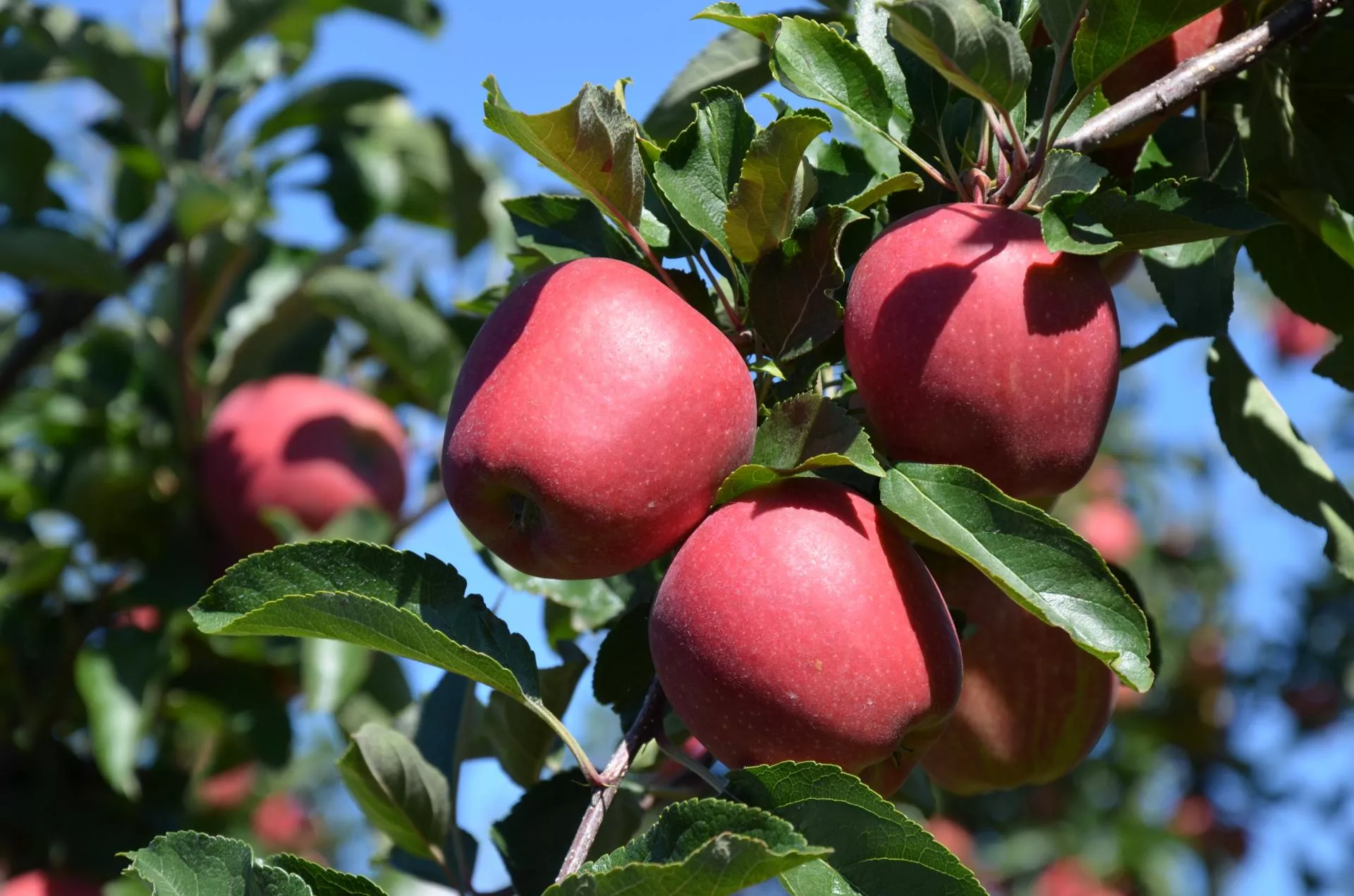 Jak chronić plony w deszczowy sezon? Praktyczne wskazówki przed zbiorem: webinar 13 sierpnia, godz. 20:00