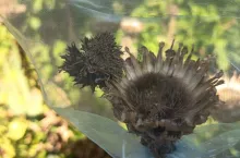 Jak samemu zebrać nasiona warzyw i kwiatów? Porady eskperta