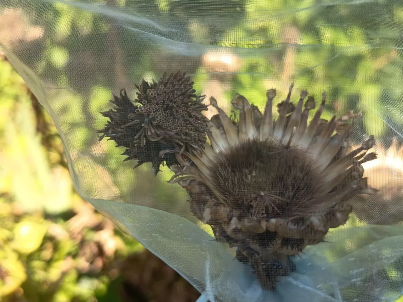 Jak samemu zebrać nasiona warzyw i kwiatów? Porady eskperta