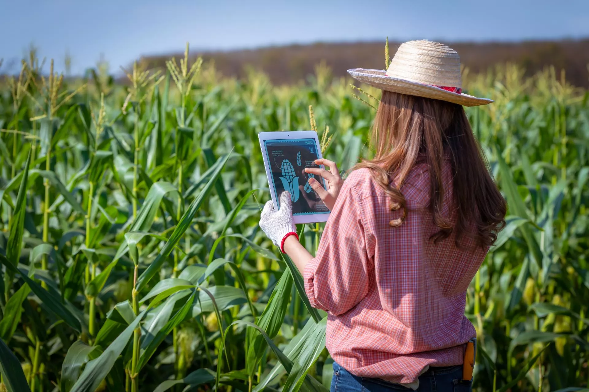 Jak sztuczna inteligencja może zmienić rolnictwo?