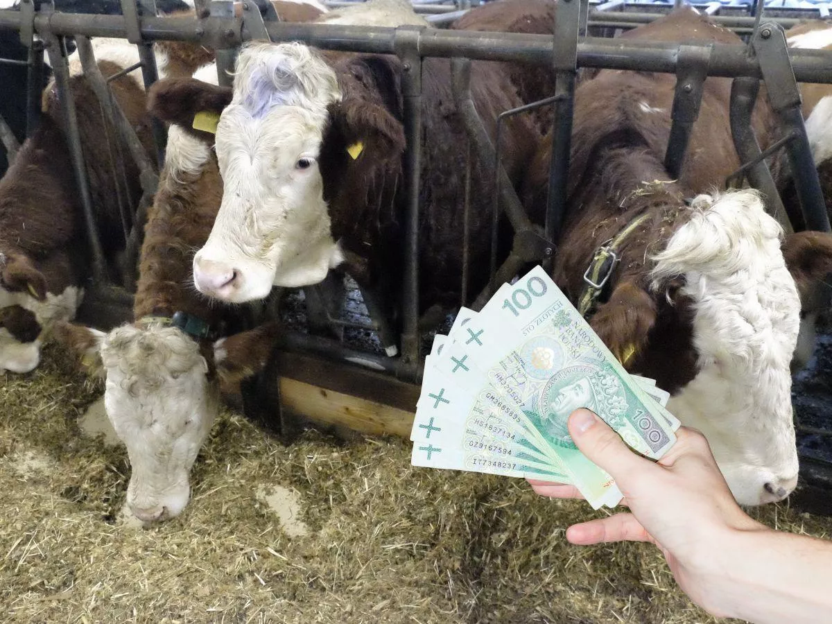 Ceny skupu bydła w Polsce. Gdzie skupy płacą najwięcej? [SONDA]