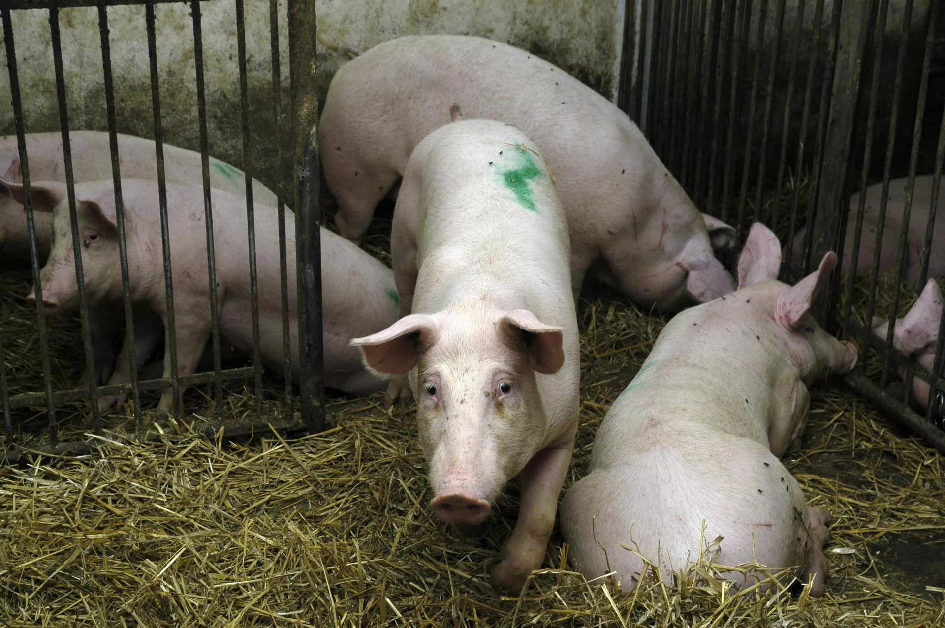 Dobrostan zwierząt: rolnicy dostali więcej czasu i prostsze zasady