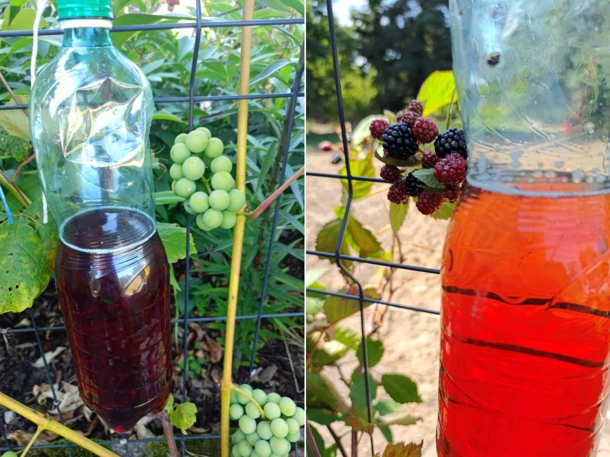 Muszka plamoskrzydła atakuje owoce. Jak chronić plantacje przed szkodnikiem?