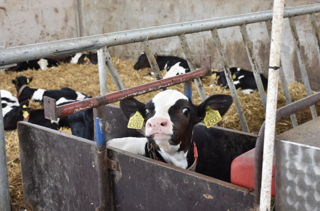 Szczepienie cieląt: najczęstsze błędy i zasady, o których musisz pamiętać