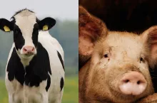 Hodowcy jeszcze w tym miesiącu będą mogli ubiegać się o zwrot części kosztów na ubezpieczenie zwierząt