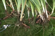 Do podziału kosaćców wystarczy ostry sekator, który poradzi sobie z kruchymi kłączami