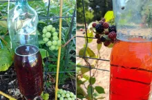 Muszka plamoskrzydła atakuje owoce. Jak chronić plantacje przed szkodnikiem?