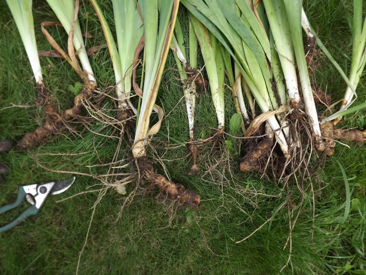 Do podziału kosaćców wystarczy ostry sekator, który poradzi sobie z kruchymi kłączami