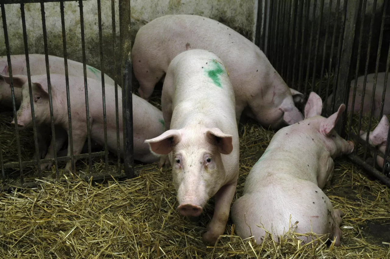 Zmienią się przepisy dotyczące płatności w ramach wariantu „Dobrostan tuczników”.