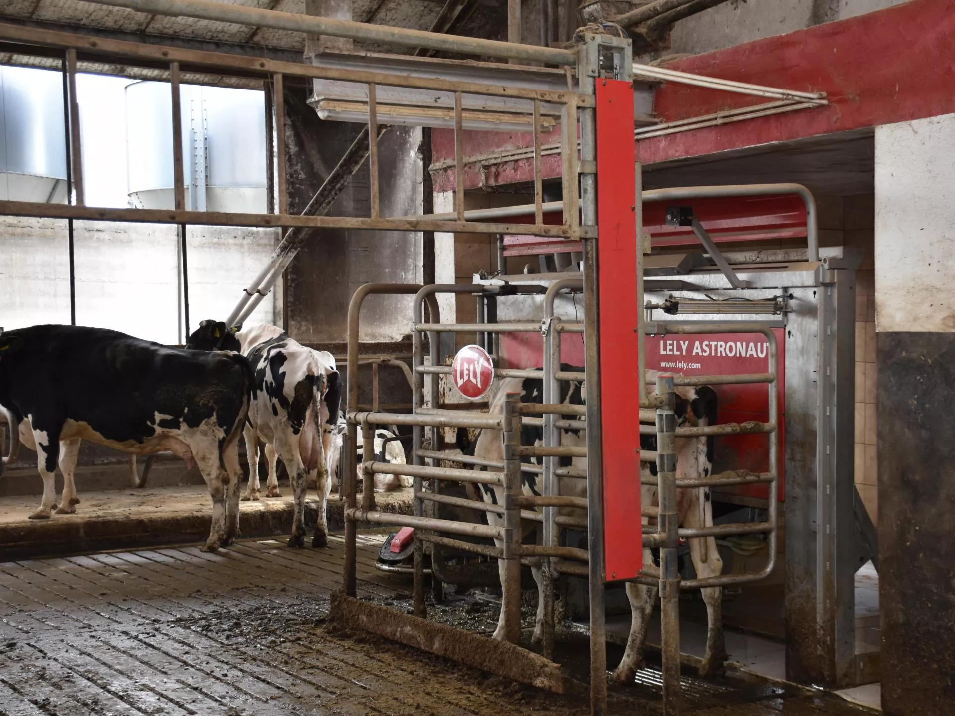 Kiedy warto oddzielać pierwiastki przy doju automatycznym?