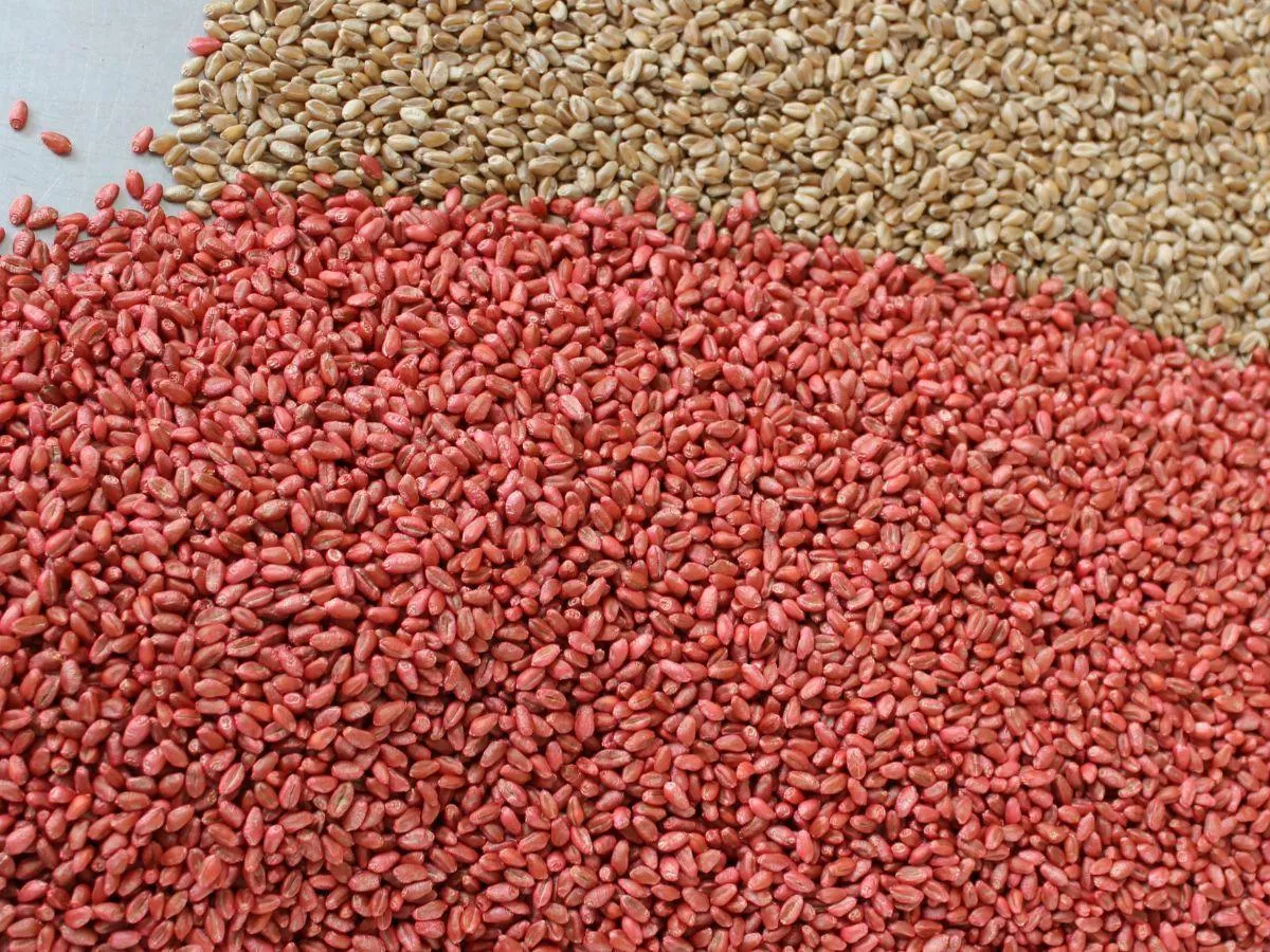 Ostra plamistość oczkowa w zbożach. Jak ją rozpoznać i chronić plony?