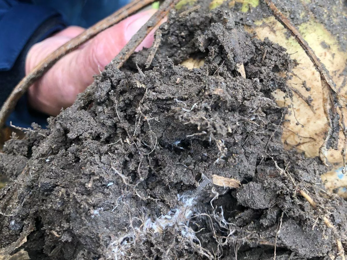 Nowe choroby buraka cukrowego. Rolnicy powinni być czujni