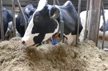 Latem zwierzęta instynktownie rezygnują z pobierania pasz objętościowych, zawierających włókno, którego trawienie powoduje produkcję dużej ilości ciepła w organizmie