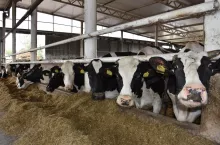 Optymalny TMR powinien zawierać od 40 do 50% suchej masy