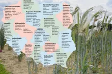 Żyto ozime: Lista Odmian Zalecanych 2025