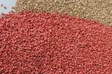 Ostra plamistość oczkowa w zbożach. Jak ją rozpoznać i chronić plony?