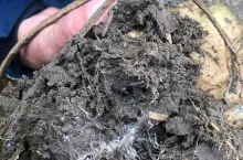 Nowe choroby buraka cukrowego. Rolnicy powinni być czujni 