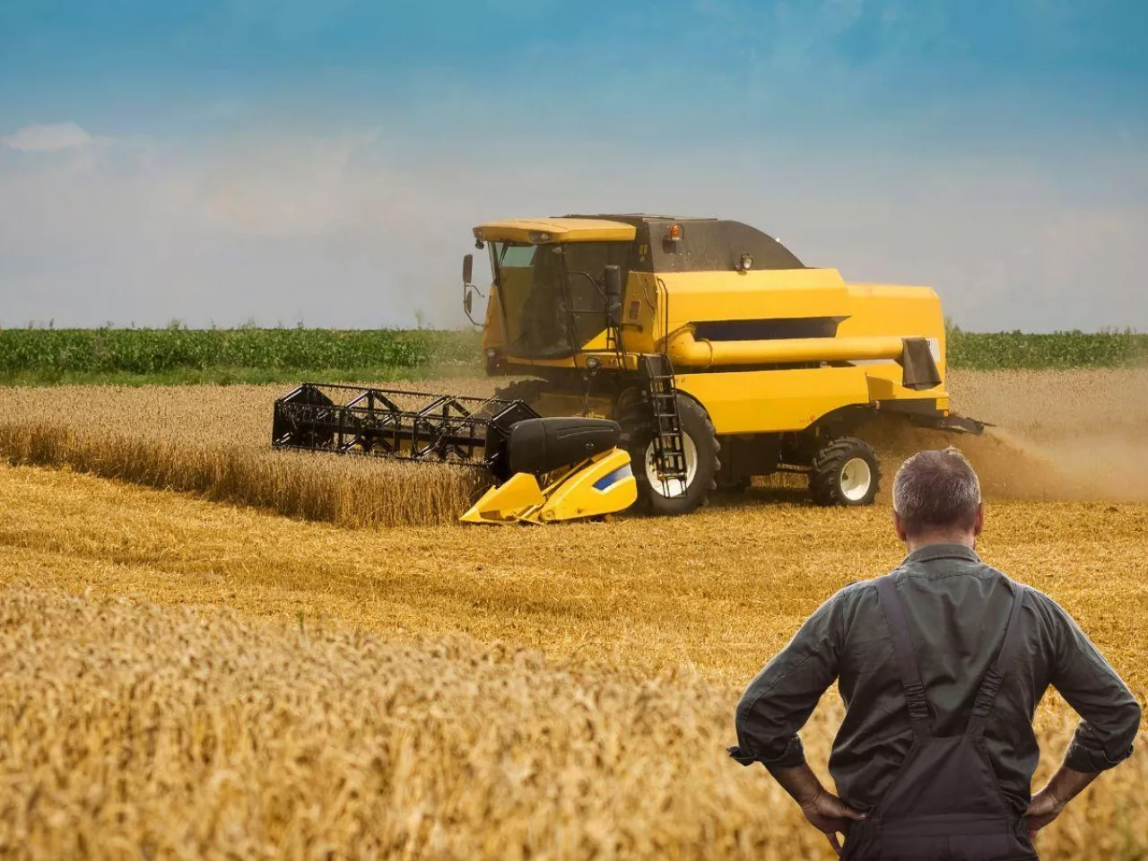 Żniwa 2025: rolnicy walczą z pogodą i spadkiem cen zbóż