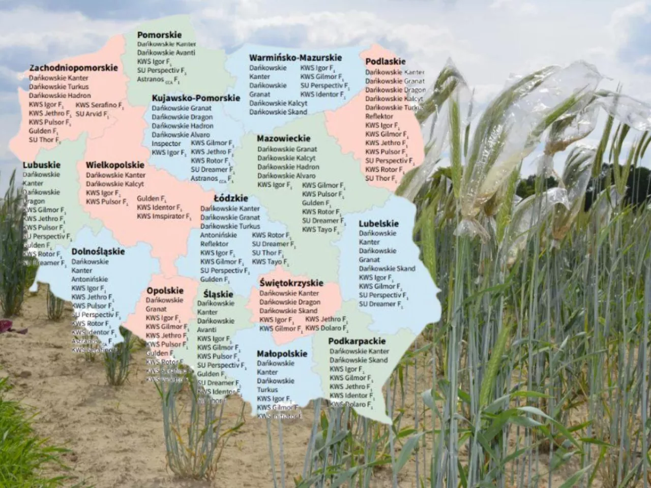 Żyto ozime: Lista Odmian Zalecanych 2025