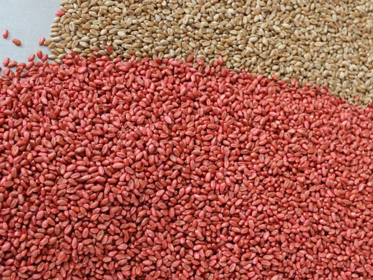 Ostra plamistość oczkowa w zbożach. Jak ją rozpoznać i chronić plony?