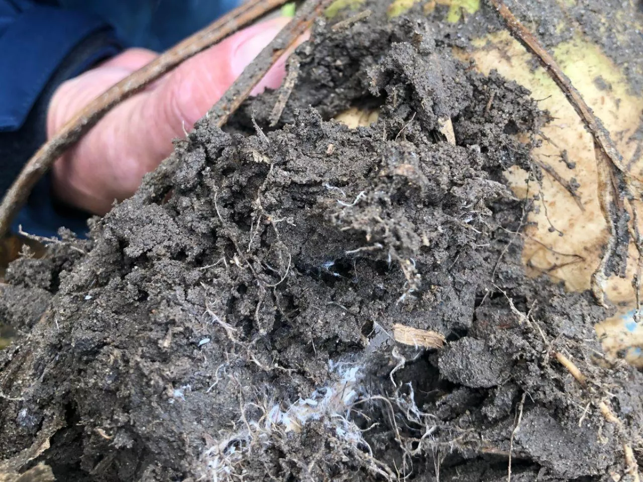 Nowe choroby buraka cukrowego. Rolnicy powinni być czujni 