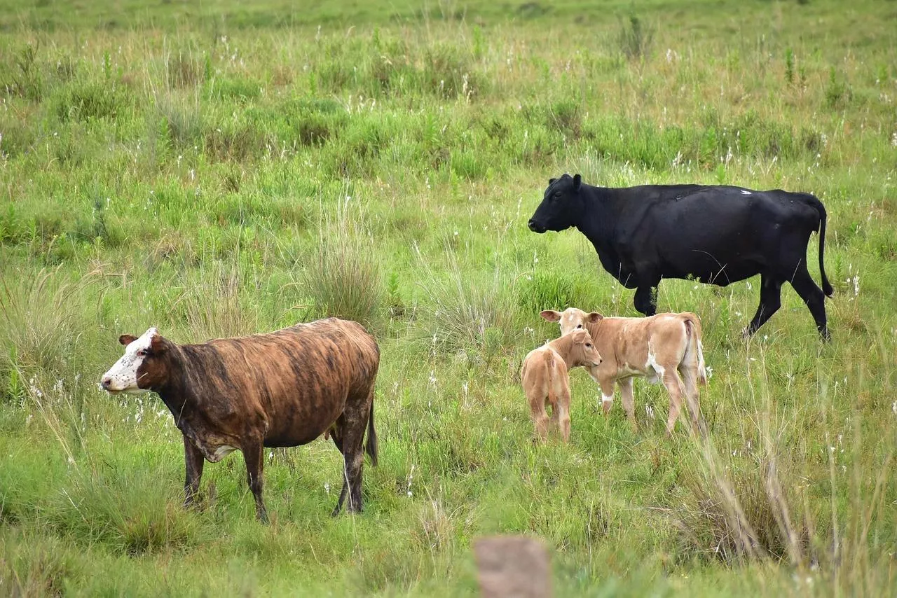 4. ognisko choroby niebieskiego języka w Polsce. Strefa BTV rozszerzona o 150 km