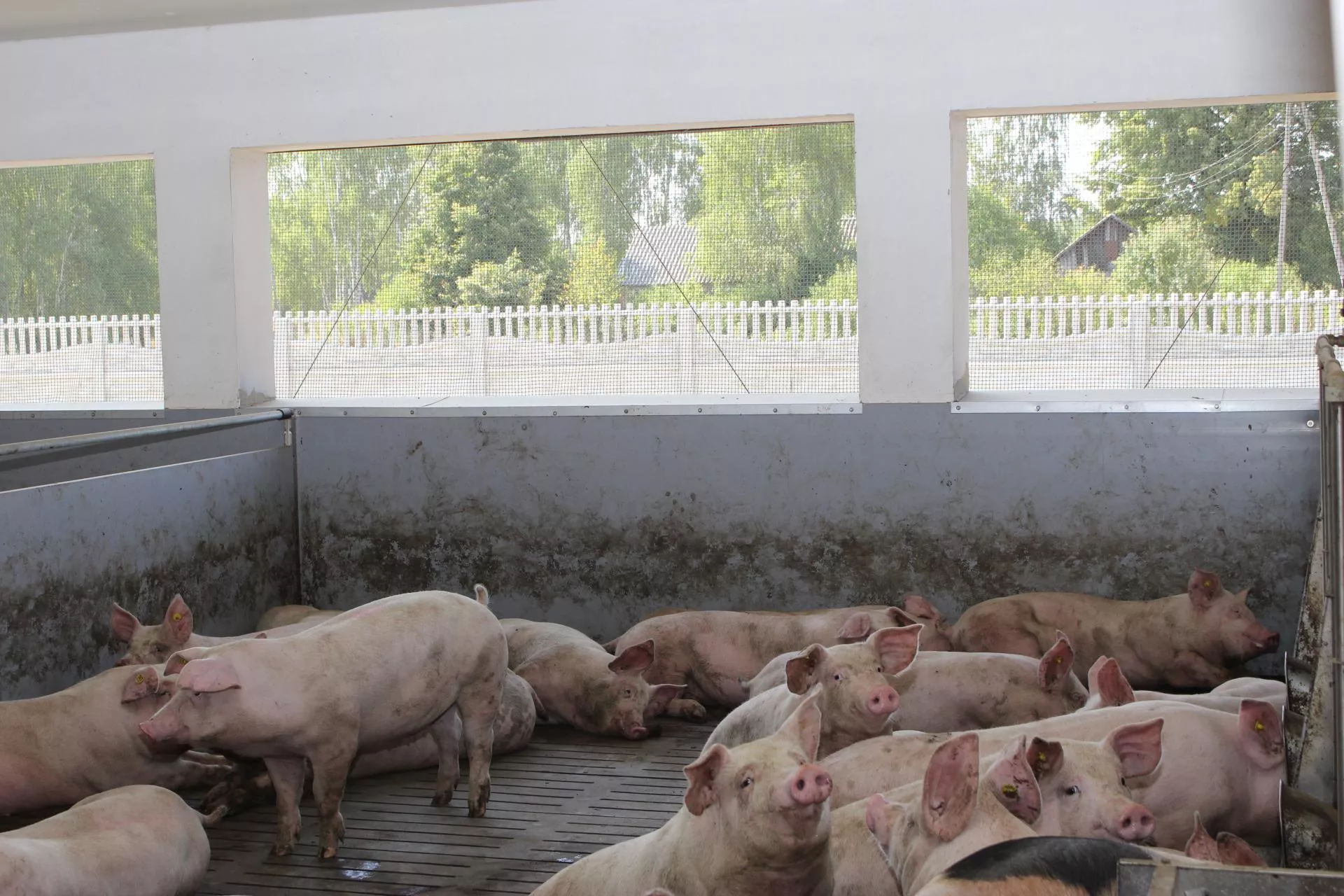 Dobrostan świń to nie fanaberia. To realny zysk dla rolnika