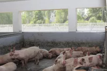 Tuczniki lepiej przyrastają w dobrze oświetlonej, ale nie nasłonecznionej chlewni, a utrzymanie niższej temperatury pozwala zredukować emisję szkodliwych gazów