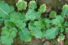 Odchwaszczanie rzepaku ozimego. Kiedy i jak zrobić to skutecznie?