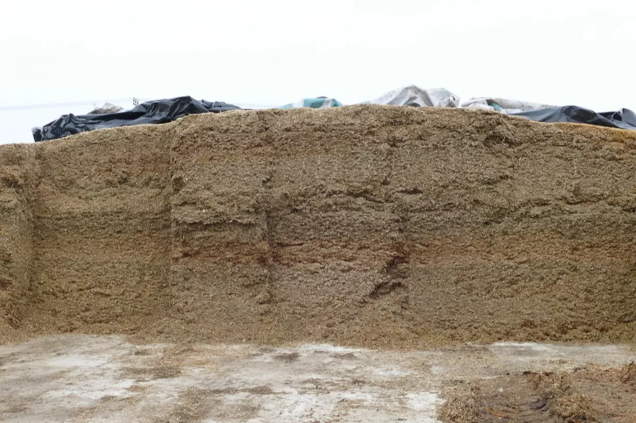 Regularna kontrola temperatury kiszonki pozwala zmniejszyć ryzyko podania zwierzętom zepsutej paszy