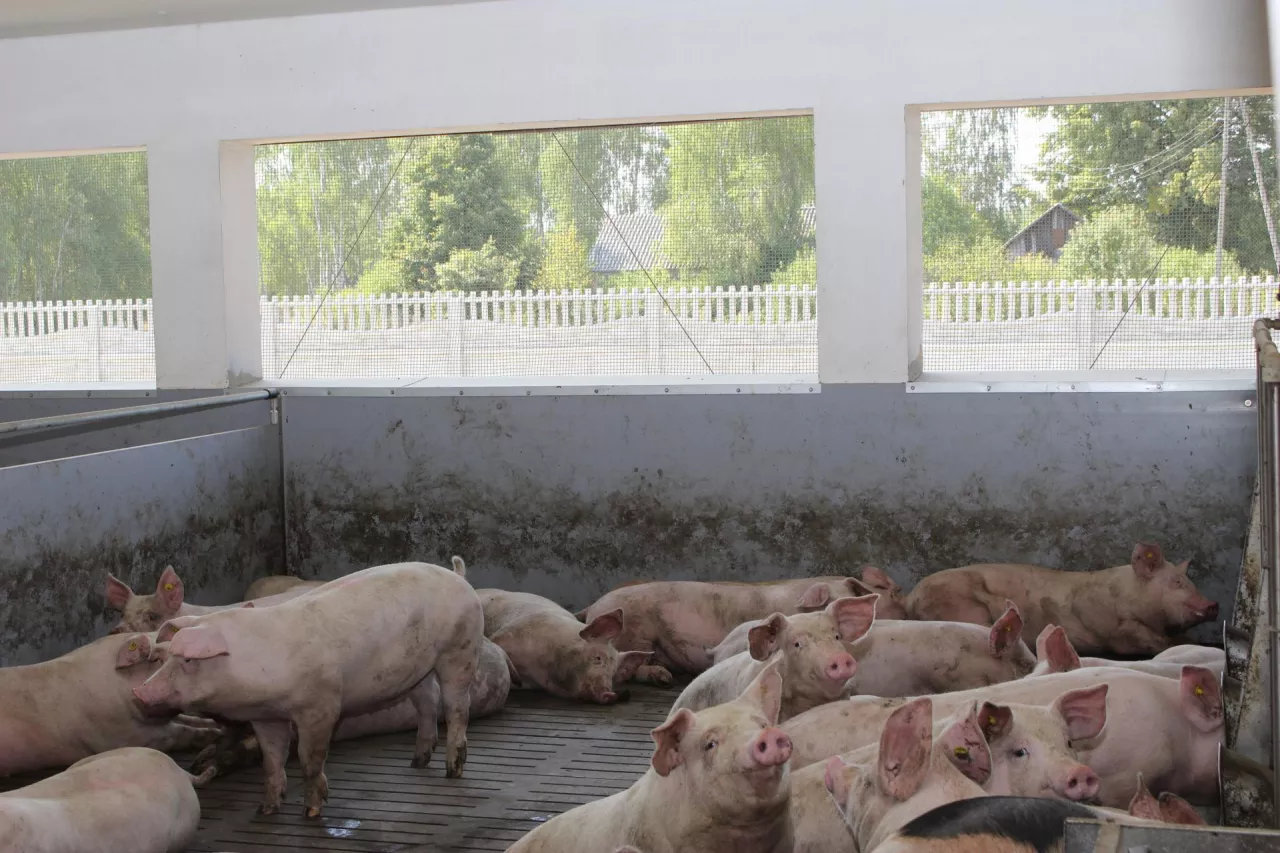 Tuczniki lepiej przyrastają w dobrze oświetlonej, ale nie nasłonecznionej chlewni, a utrzymanie niższej temperatury pozwala zredukować emisję szkodliwych gazów