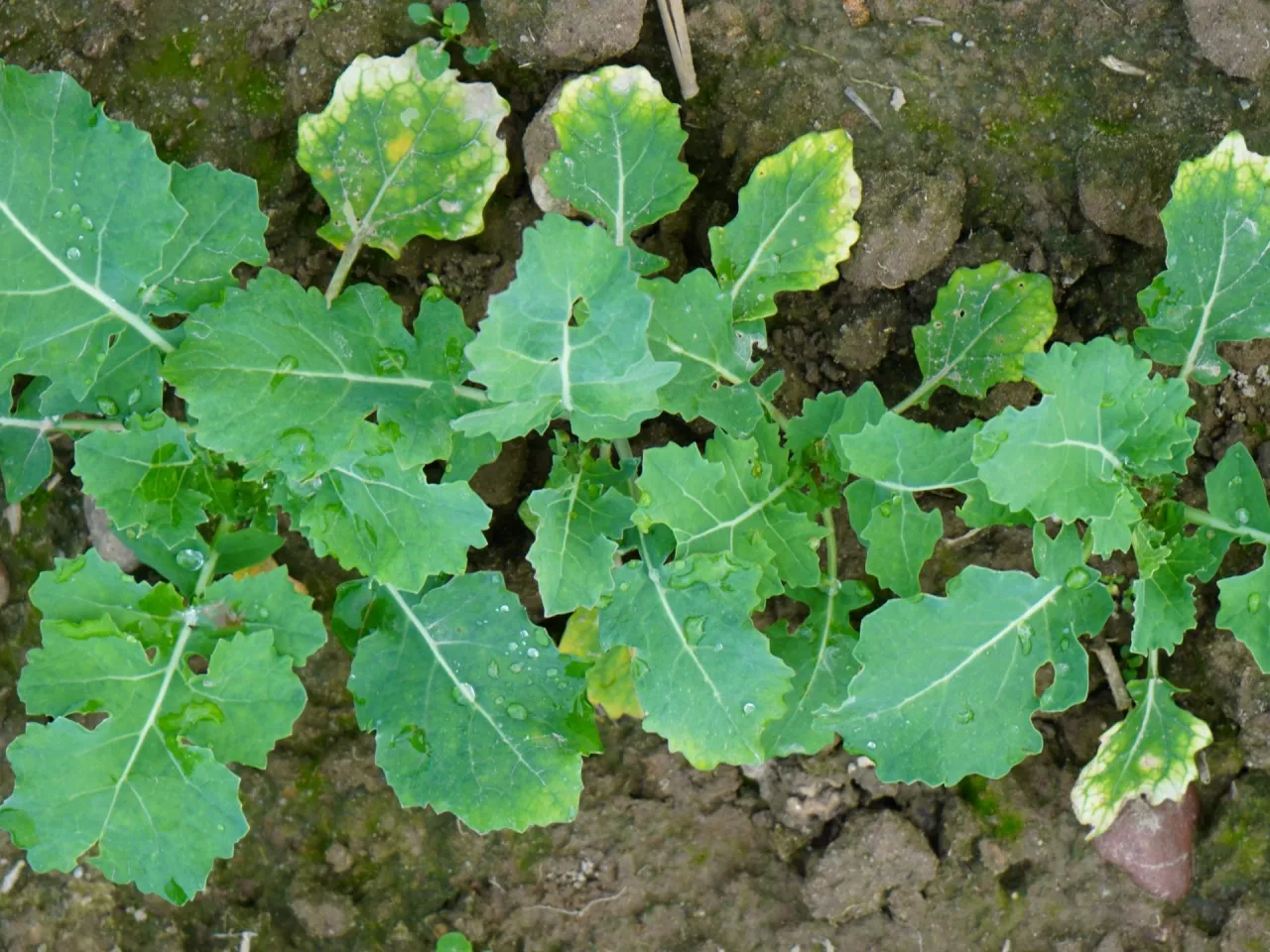 Odchwaszczanie rzepaku ozimego. Kiedy i jak zrobić to skutecznie?