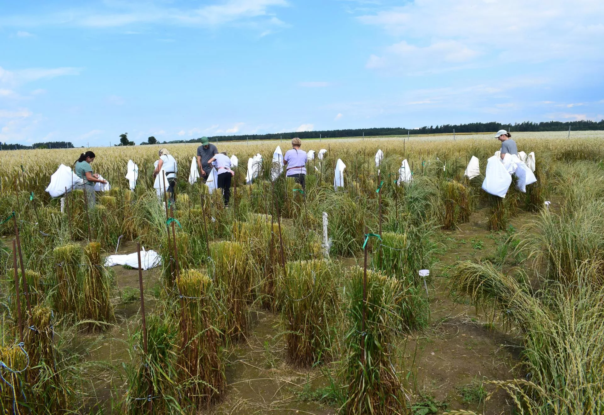 Ta roślina daje 3 razy więcej białka niż soja. Rolnicy odkrywają ją na nowo