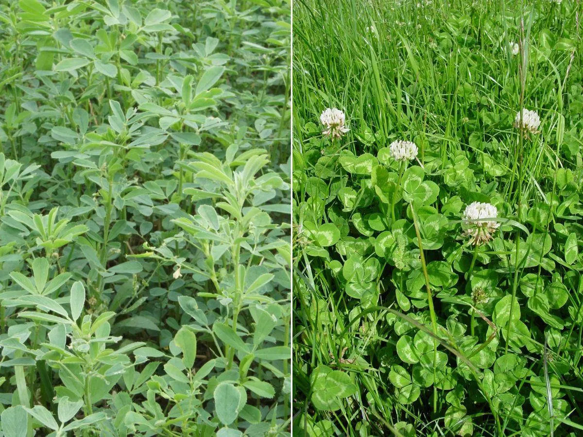 Wapnowanie użytków zielonych: kiedy i jak je wykonać? Praktyczne wskazówki