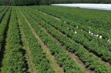 Przez roboty budowlane rolnik straciłcżęść plantacji borówki - kto ponosi za to winę?