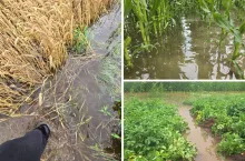 Dopłaty do zbóż i rekompensaty dla rolników? Minister zapowiada wsparcie