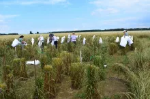 68 ha gruntów własnych w miejscowości Mielno w gminie Grunwald, pozwala hodowli na prowadzenie szerokiego zakresu prac