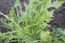 Przybysze z Dalekiego Wschodu – kapusty o oryginalnym smaku