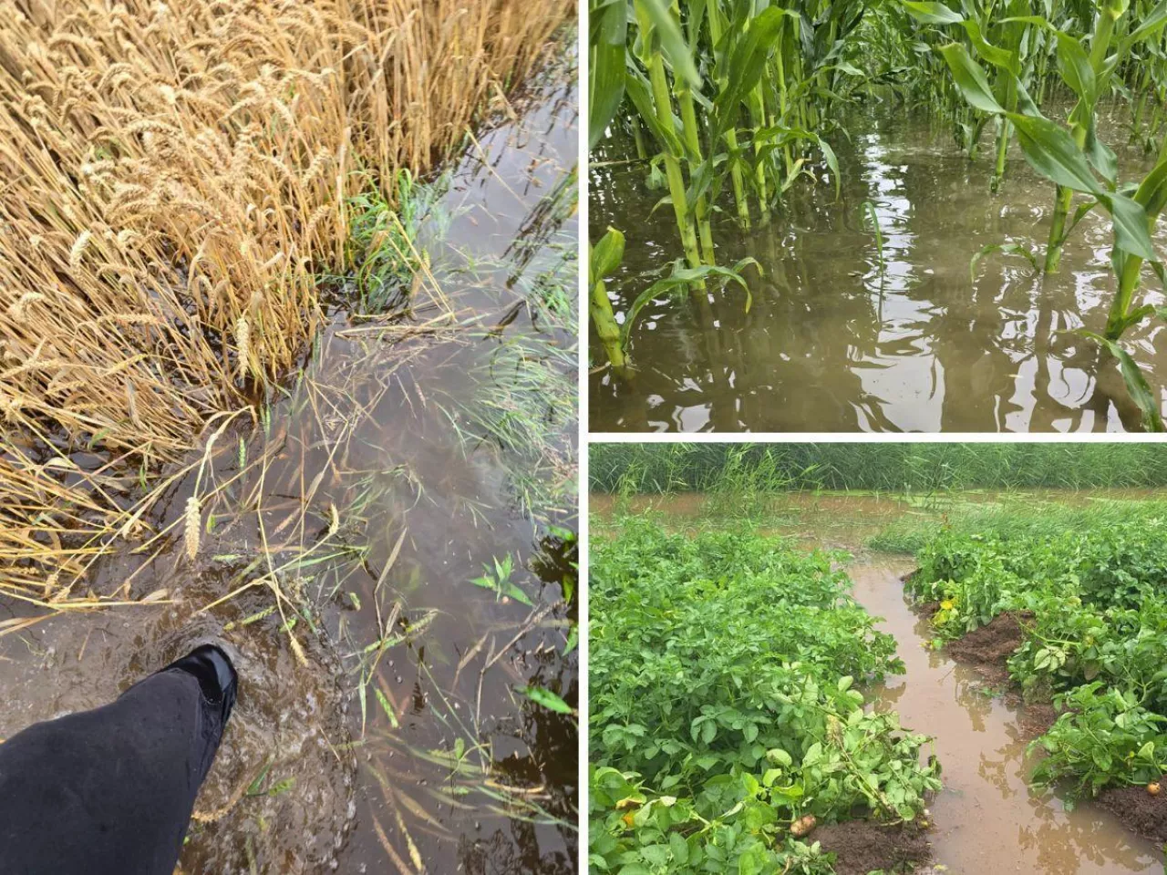 Dopłaty do zbóż i rekompensaty dla rolników? Minister zapowiada wsparcie