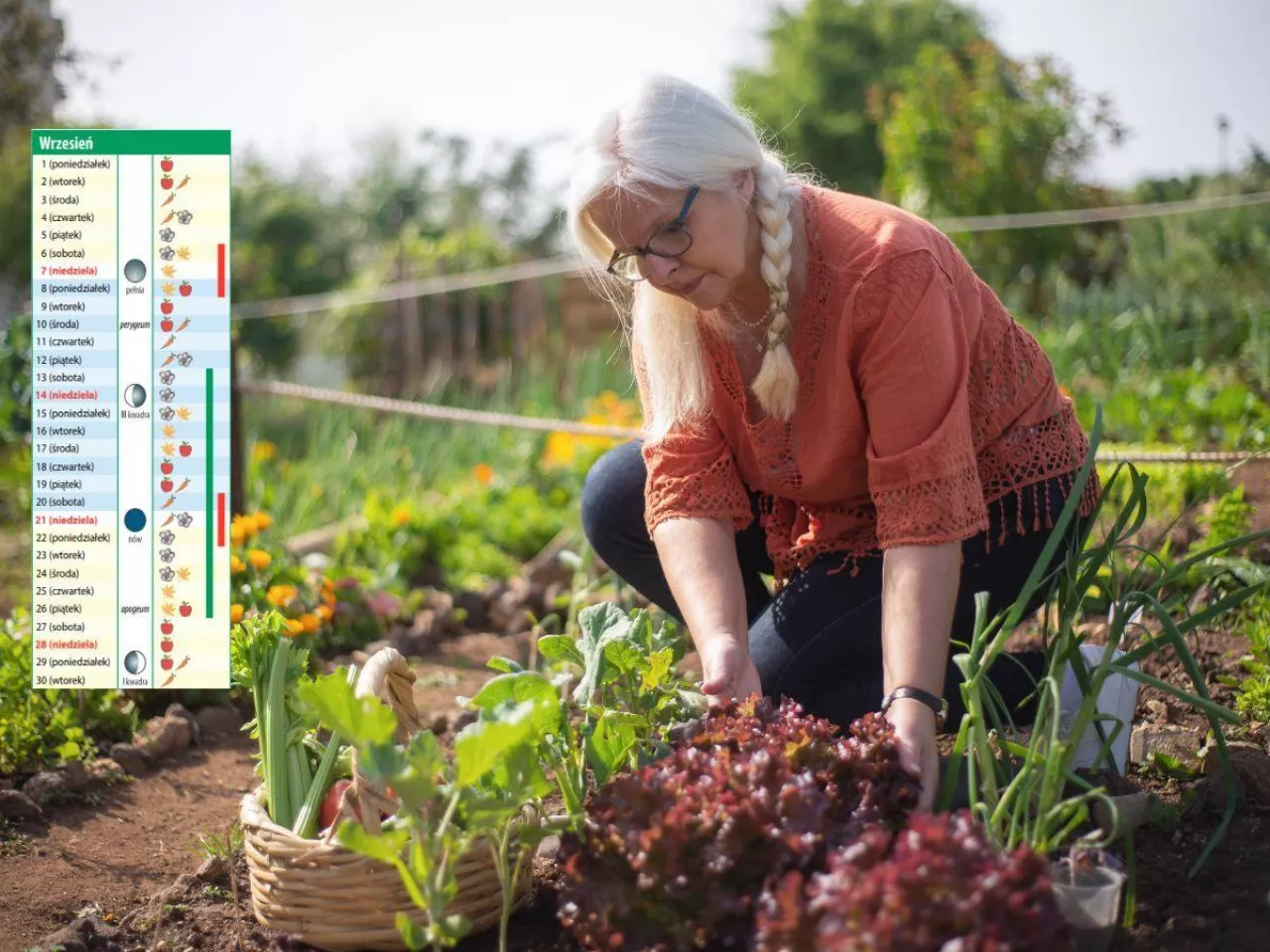 Kalendarz biodynamiczny na wrzesień 2025: co sadzić i zbierać w ogrodzie?