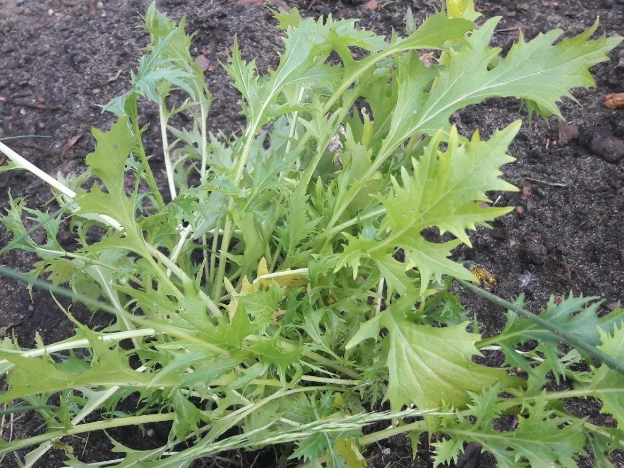 Przybysze z Dalekiego Wschodu – kapusty o oryginalnym smaku