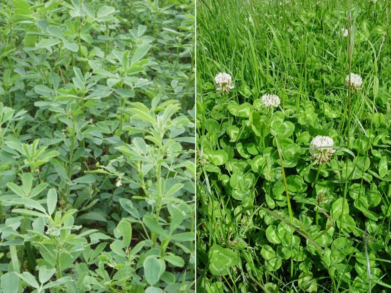 Wapnowanie użytków zielonych: kiedy i jak je wykonać? Praktyczne wskazówki